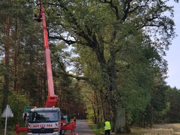 Zabiegi pielęgnacyjne pomników przyrody ZPK, 